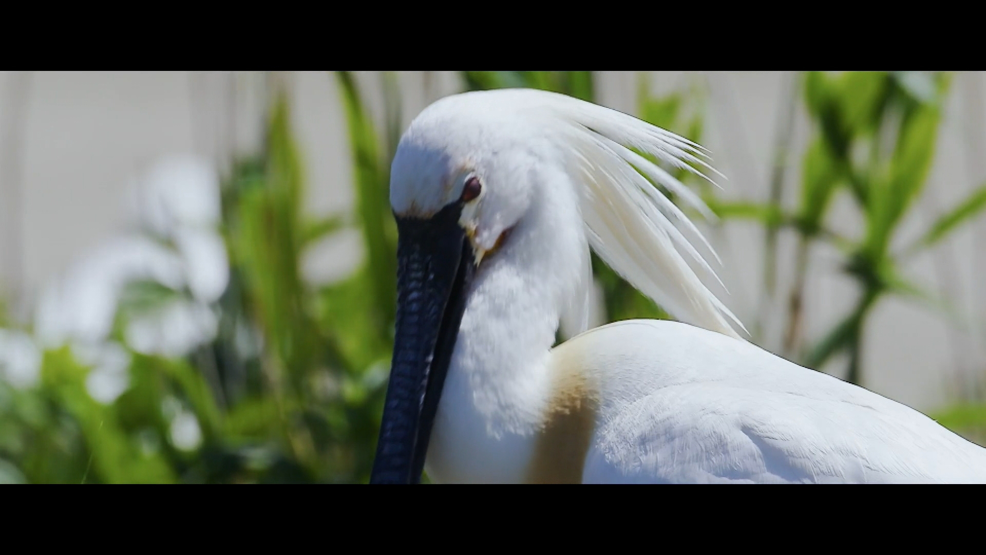 De Brabantse Wal, van wad tot woud