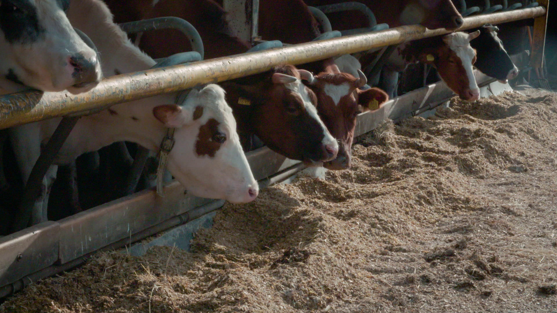 Merlijn in het spoor van Napoleon 
