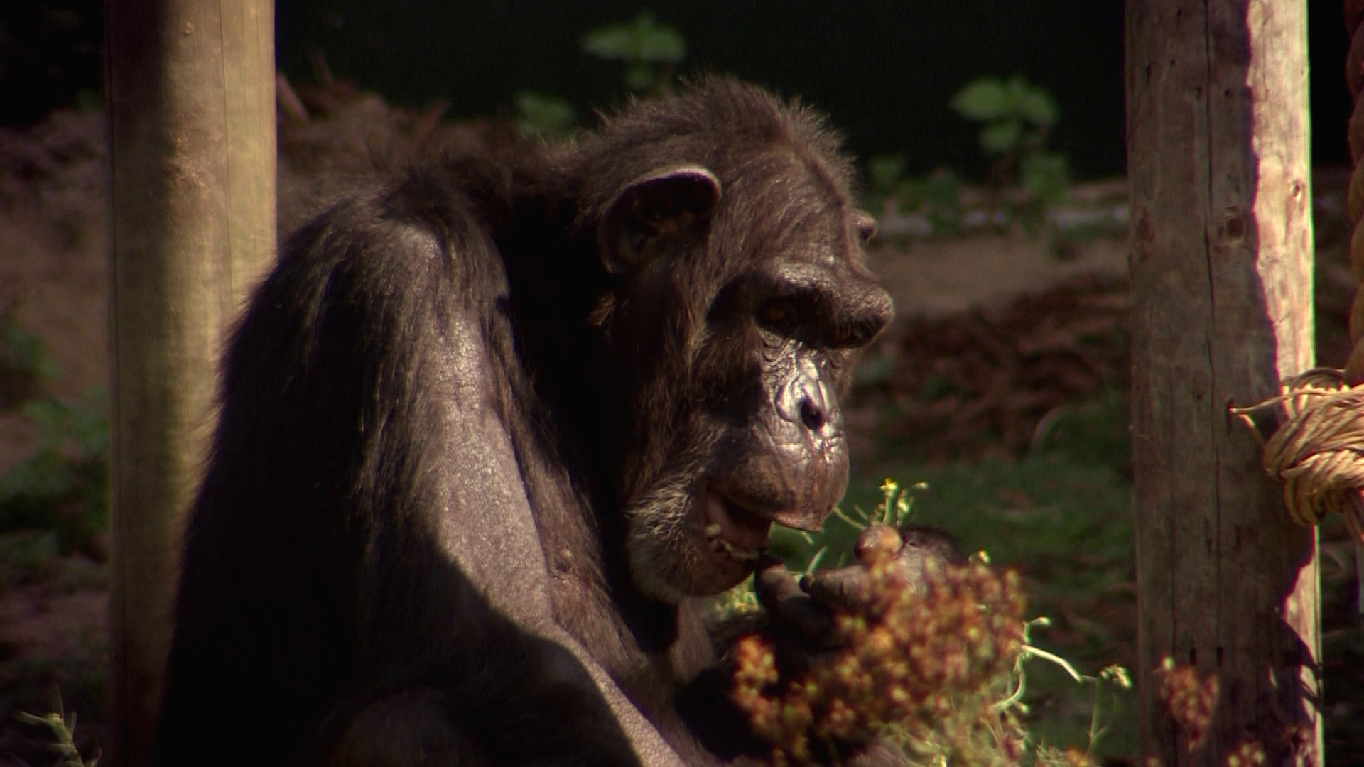 Komt een AAP bij de dokter