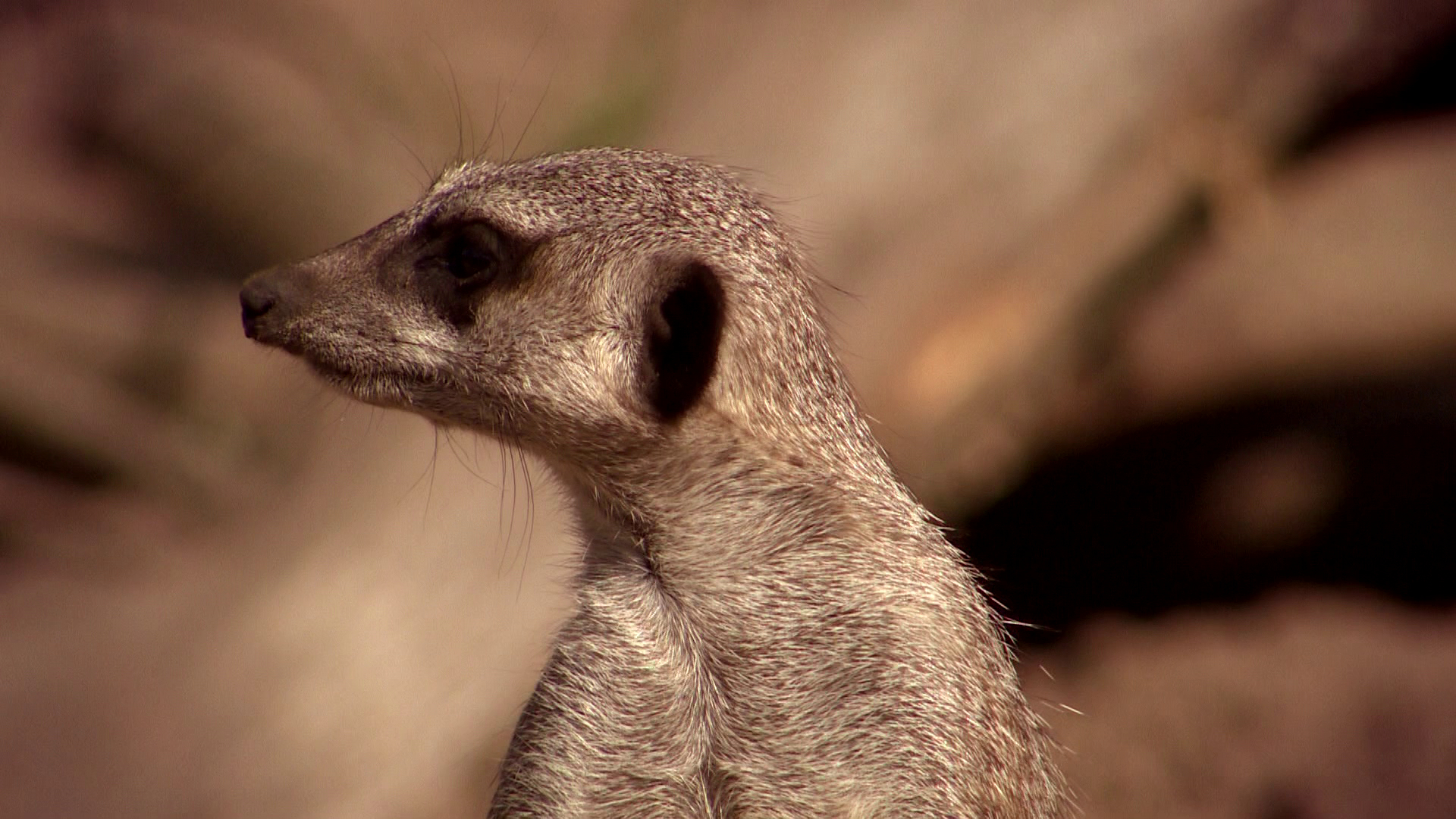 Komt een AAP bij de dokter