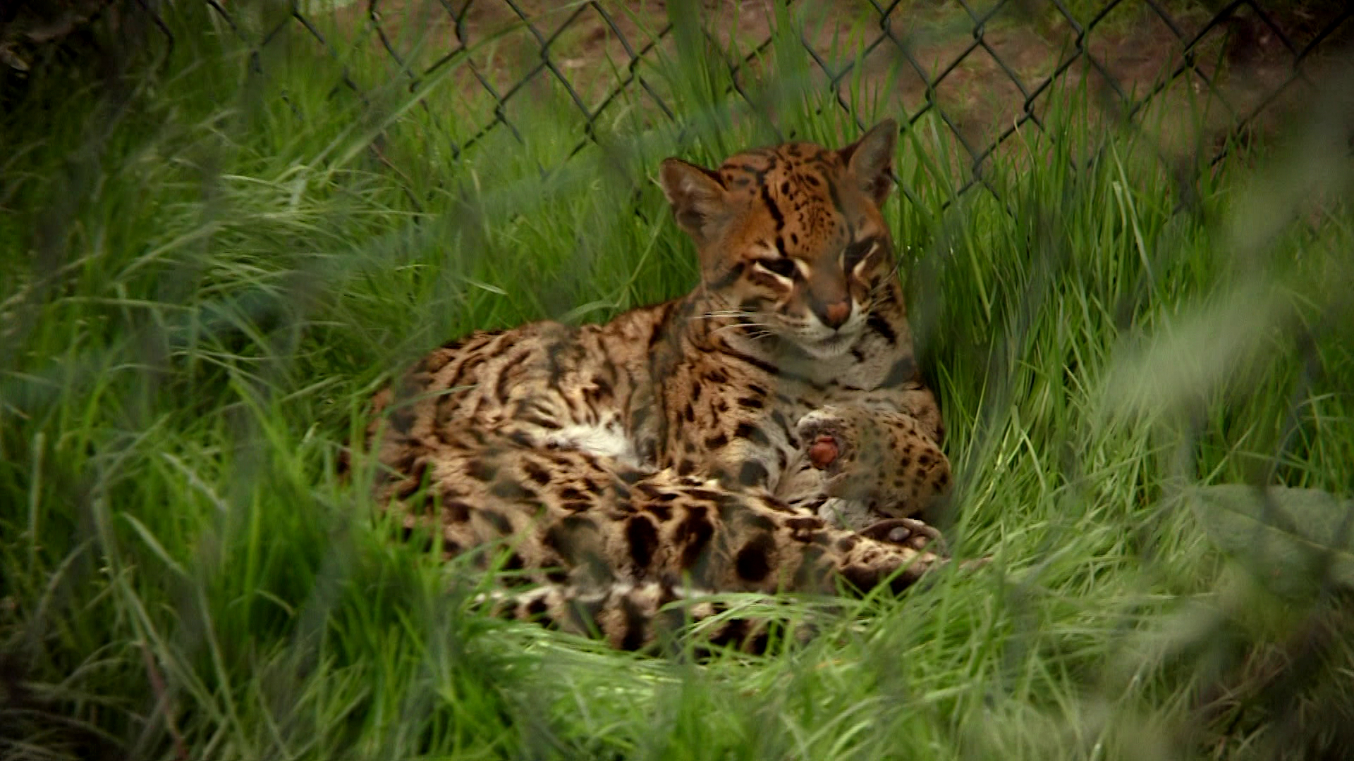 Komt een AAP bij de dokter