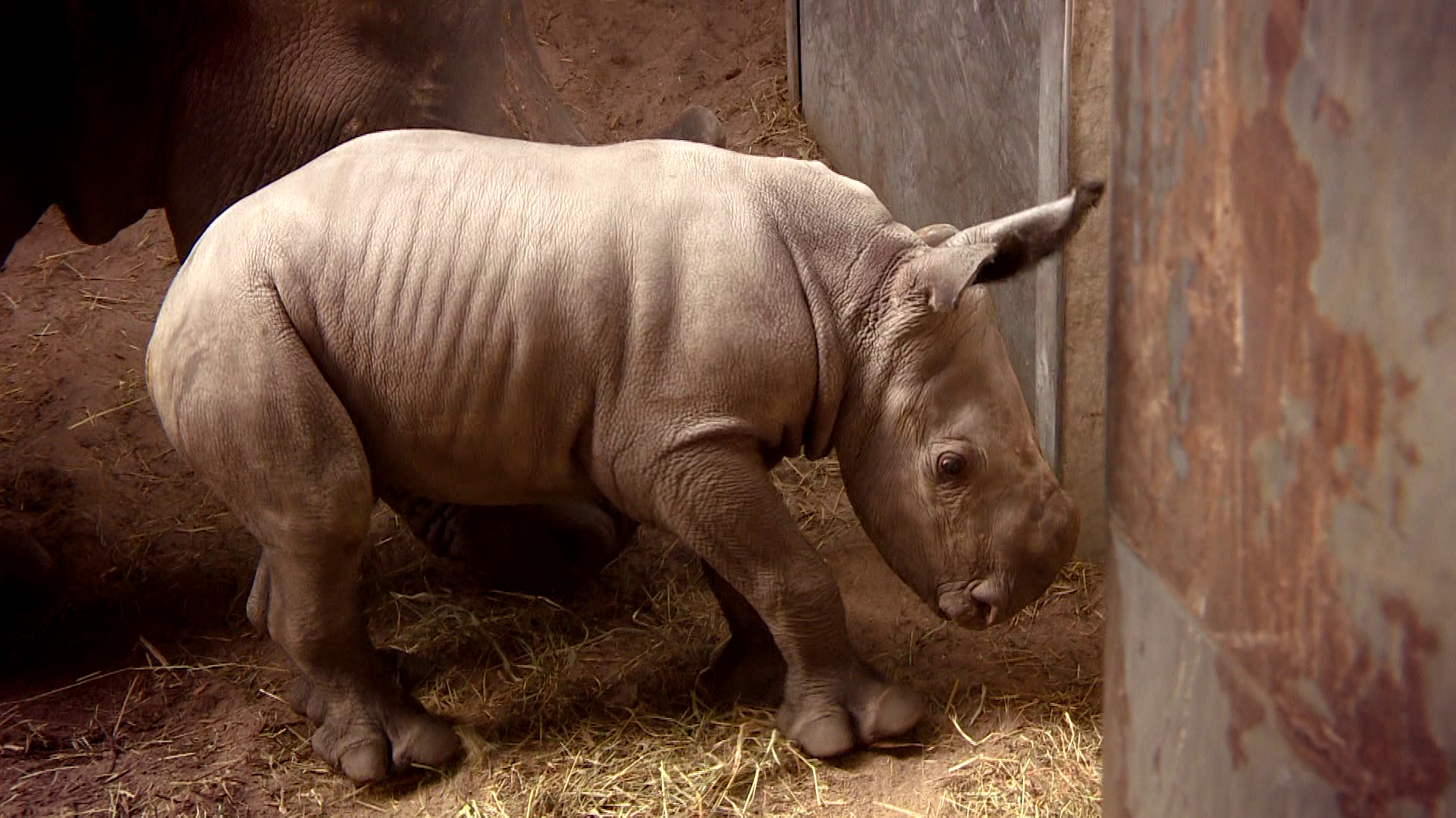 Komt een AAP bij de dokter 