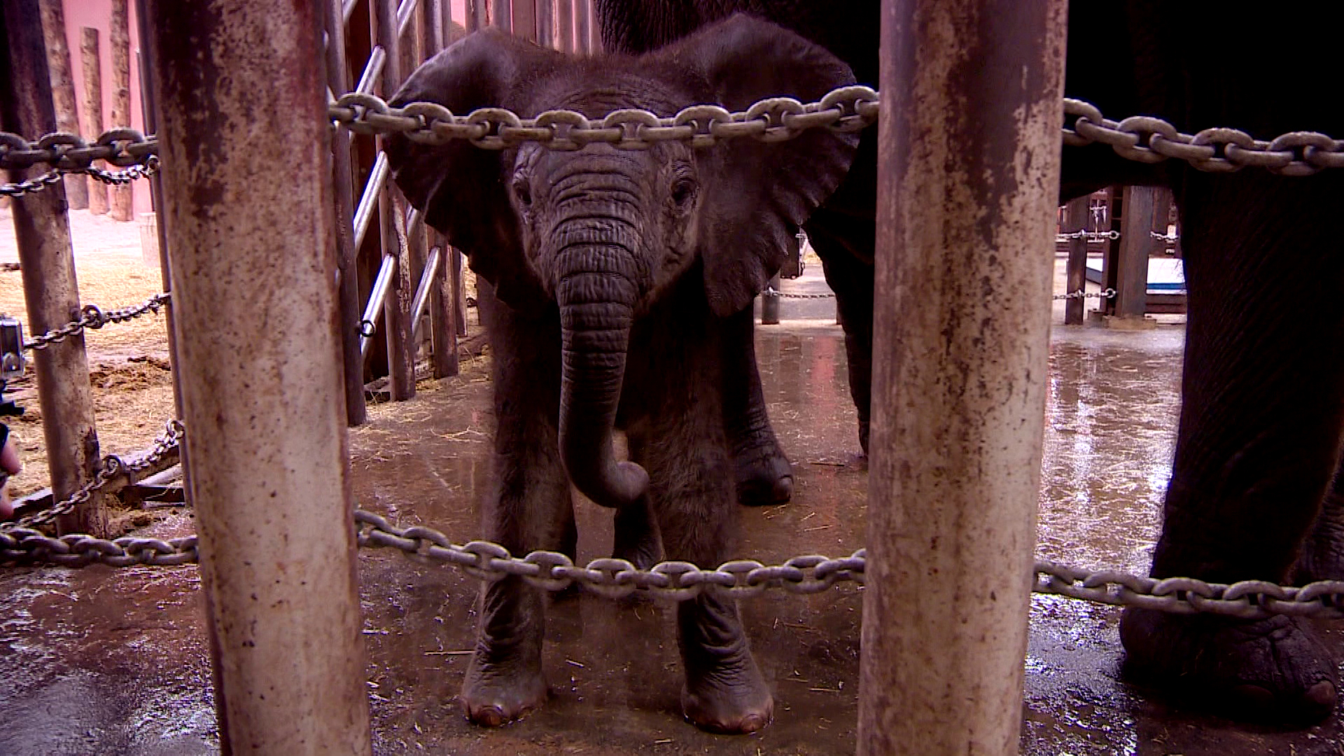 Komt een AAP bij de dokter 