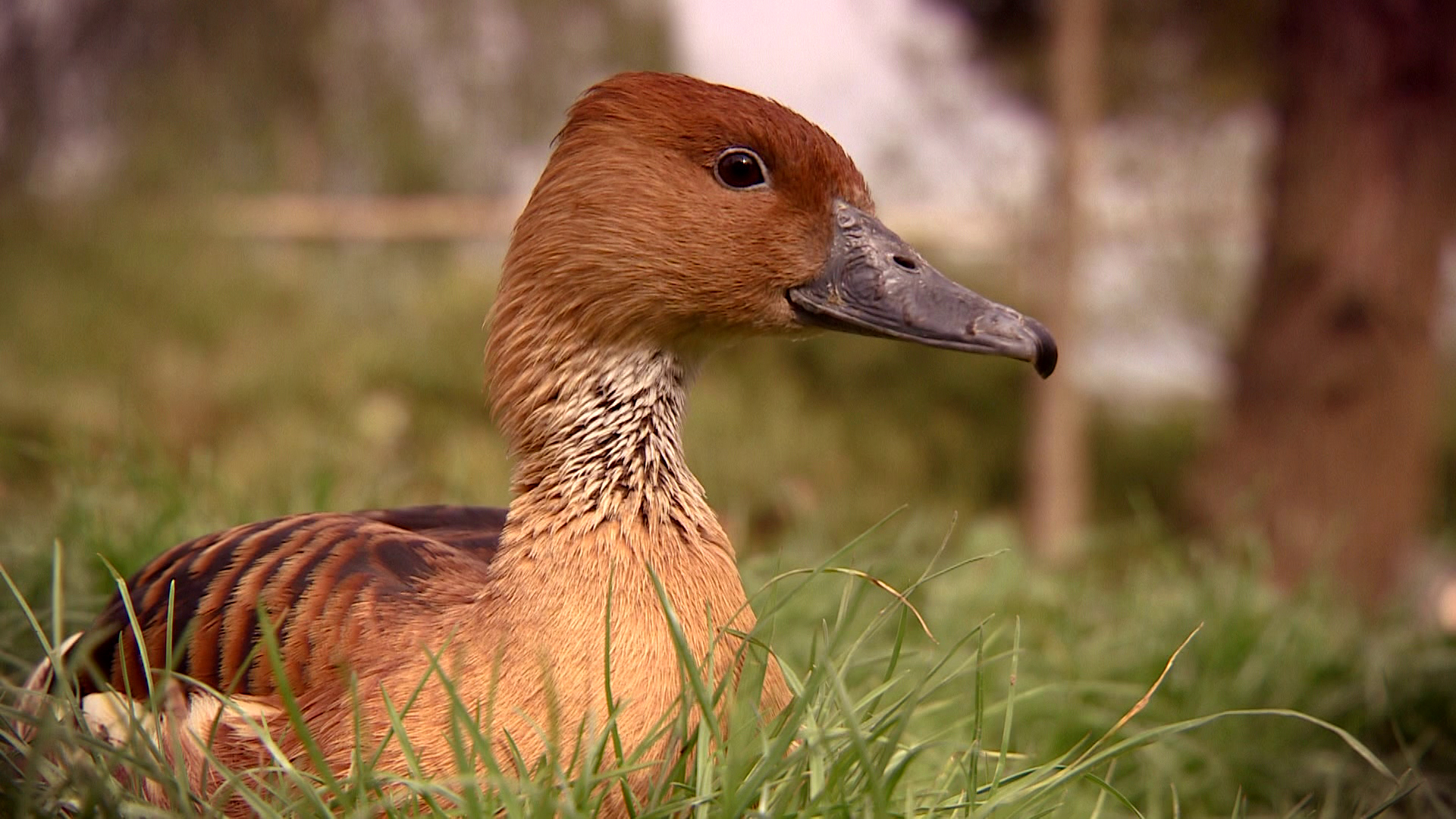Komt een AAP bij de dokter 