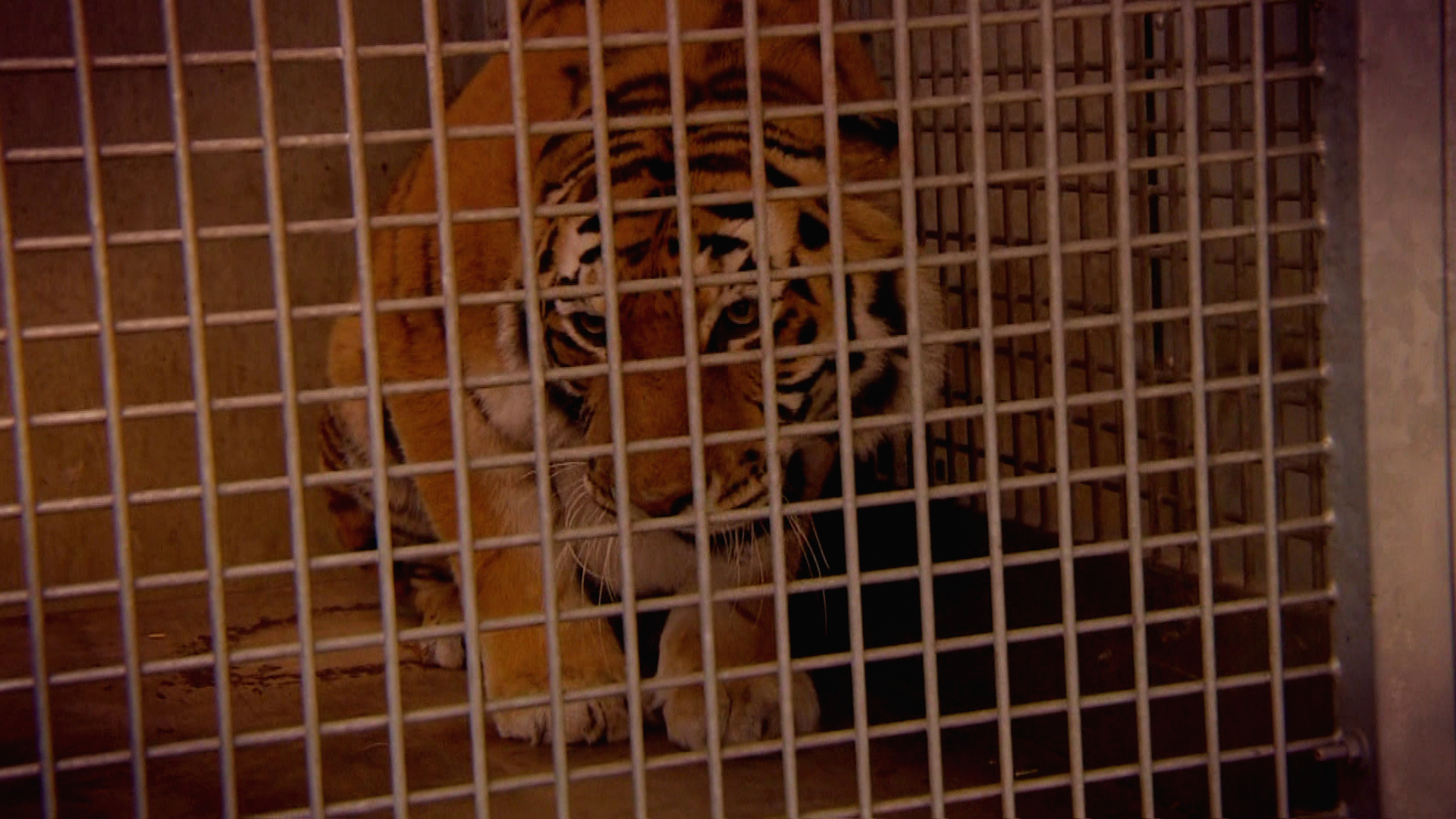 Komt een AAP bij de dokter 