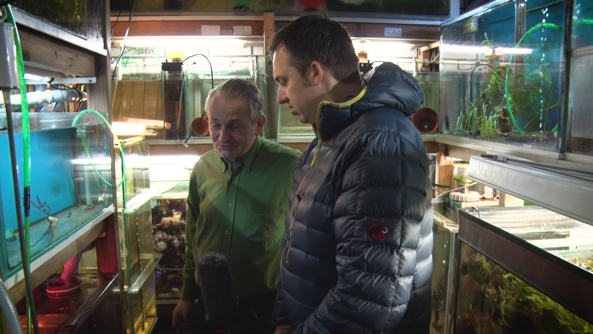 Merlijn over de grens