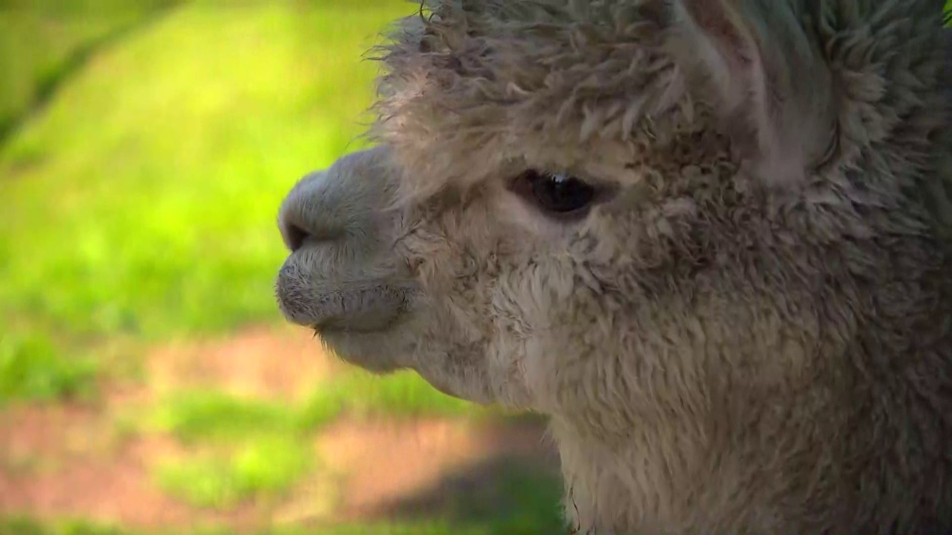 Brabants Buske  - 14 mei 2022