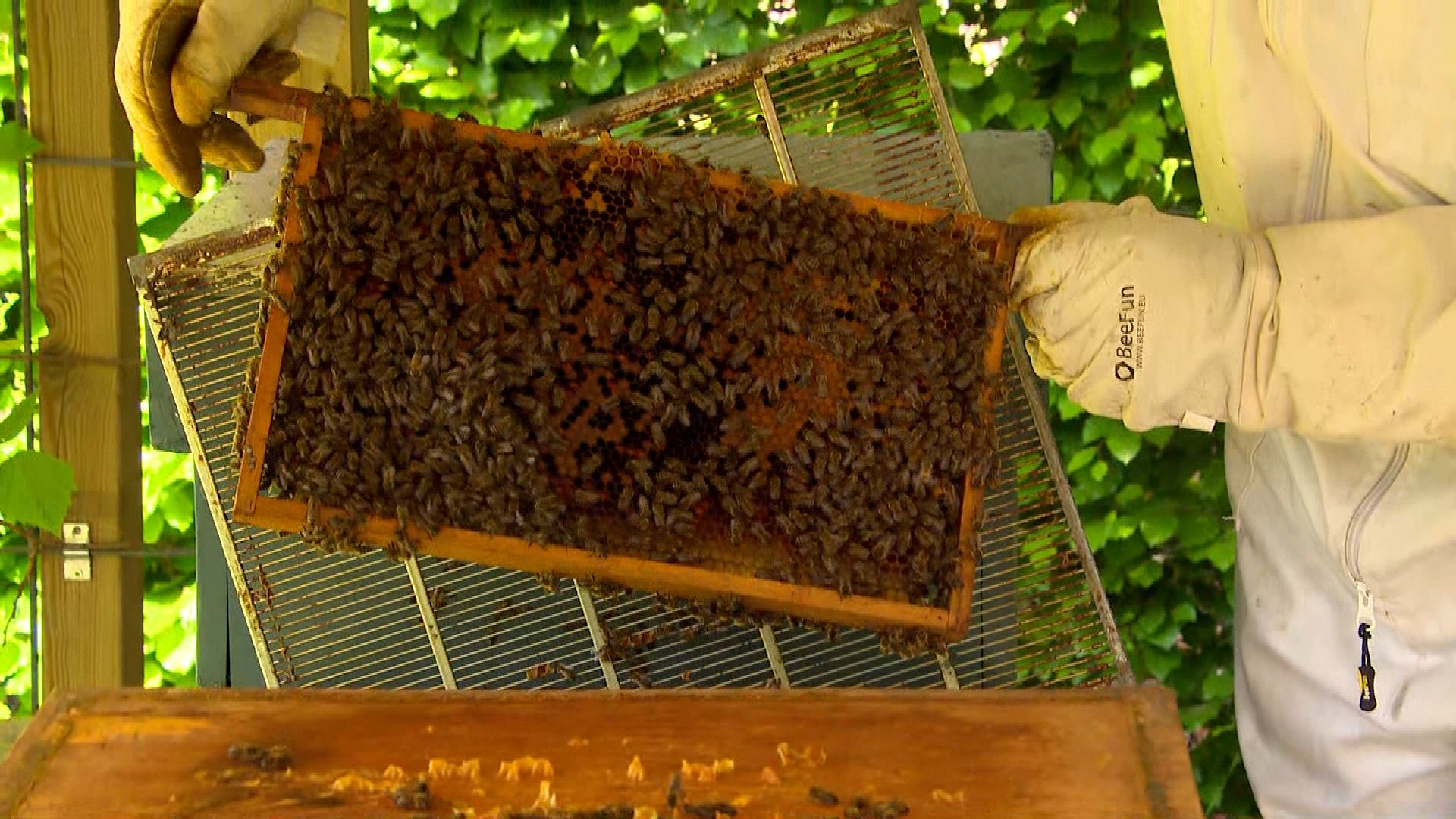 Brabants Buske - 17 mei 2025