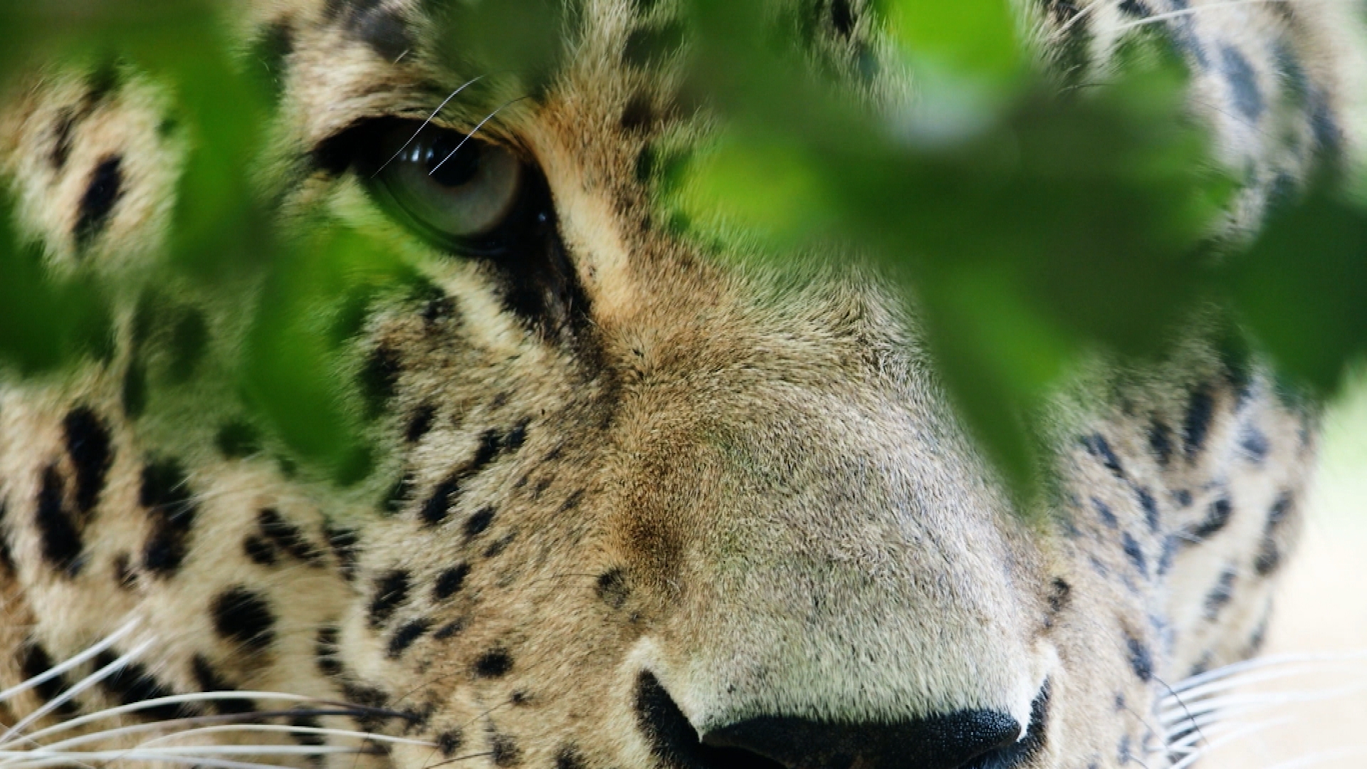 Op Safari - Aflevering 2