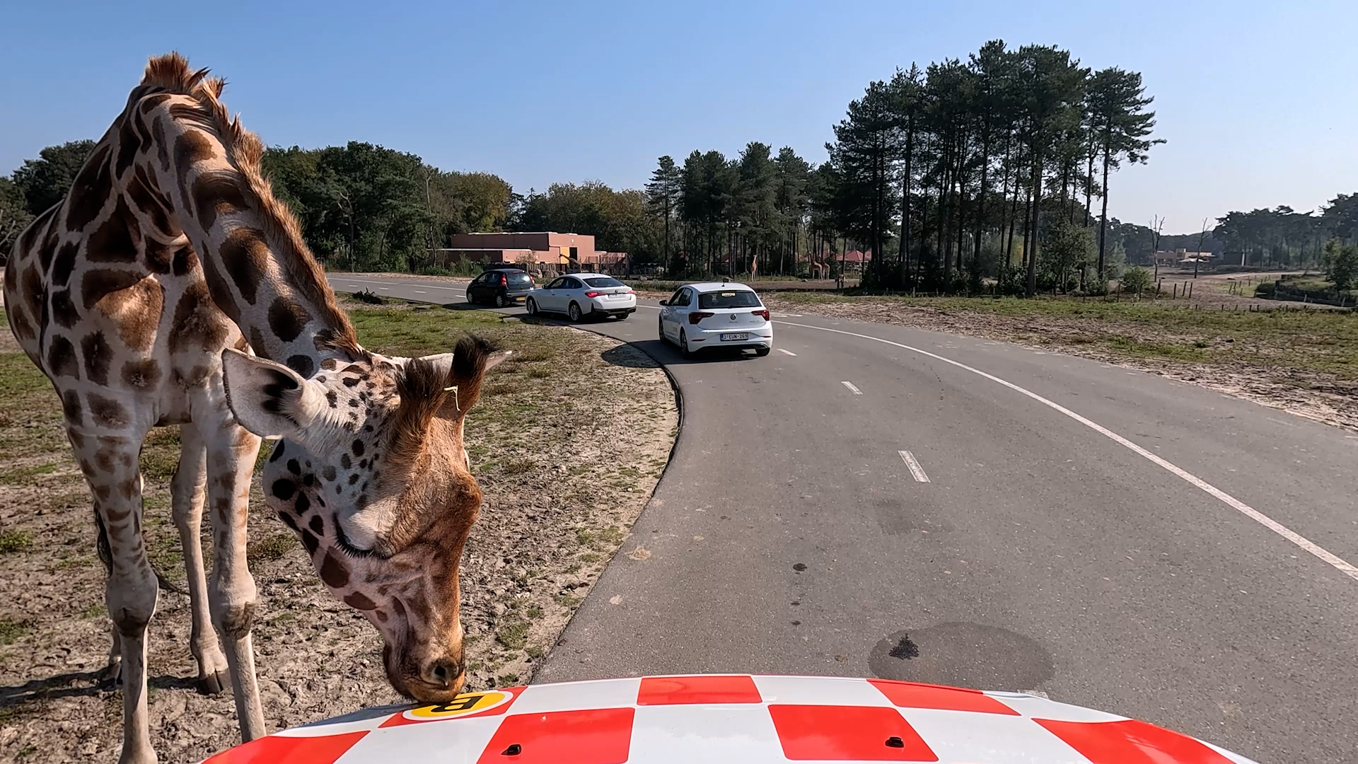 Rondje Brabant - Autosafari Hilvarenbeek