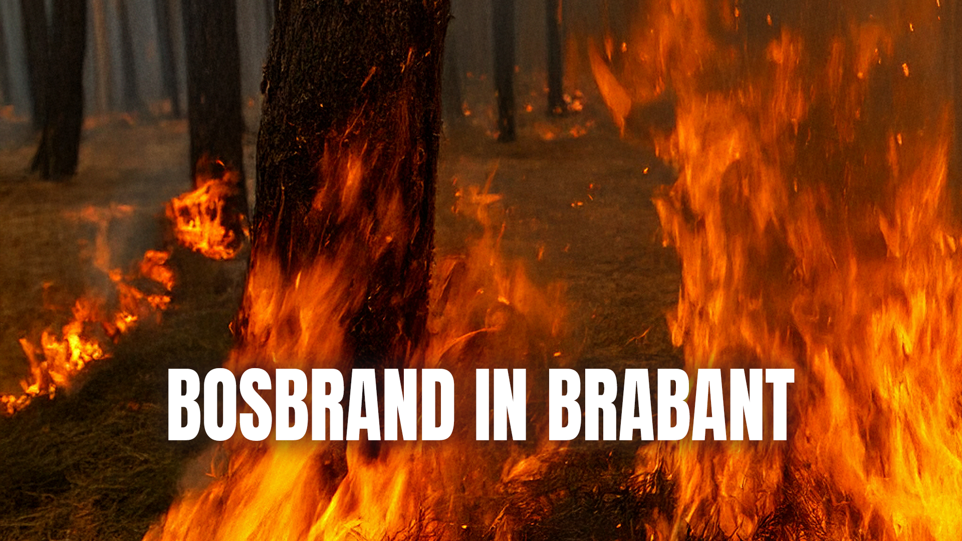 Bosbrand in Brabant