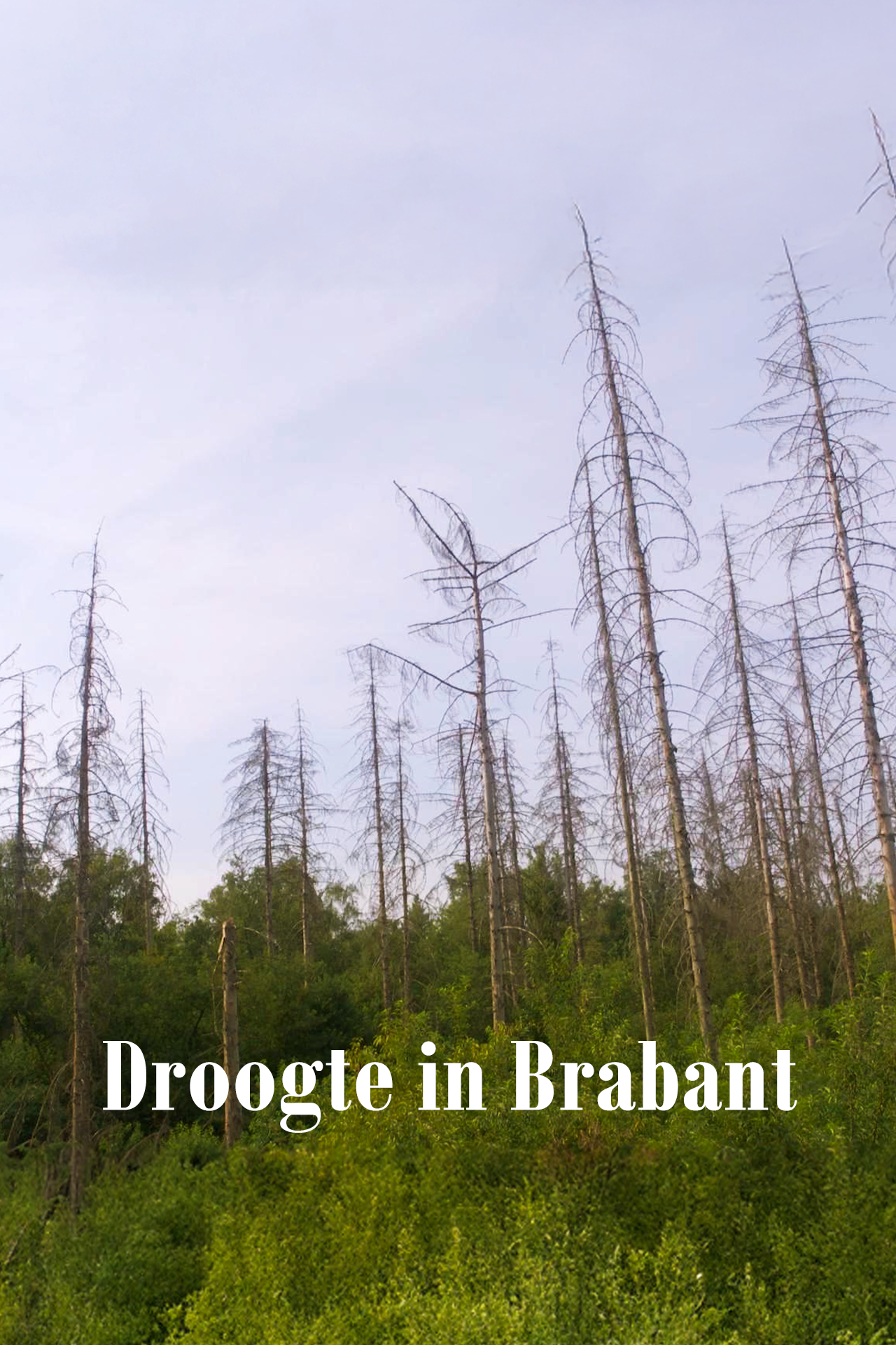 Droogte in Brabant