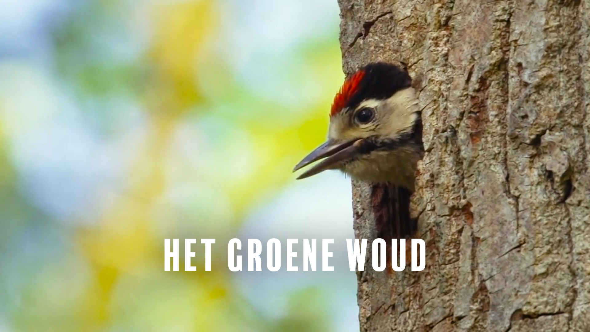 Het Groene Woud - Brabant tussen steden